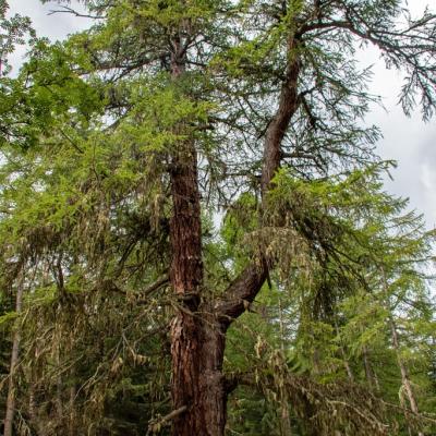 Le Gros Mélèze Montricher-Albanne